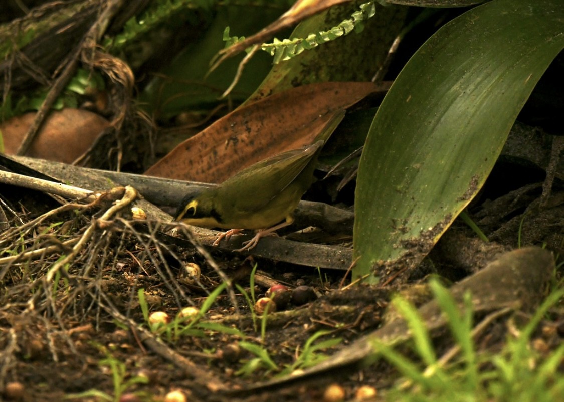 Kentucky Warbler - ML645979026