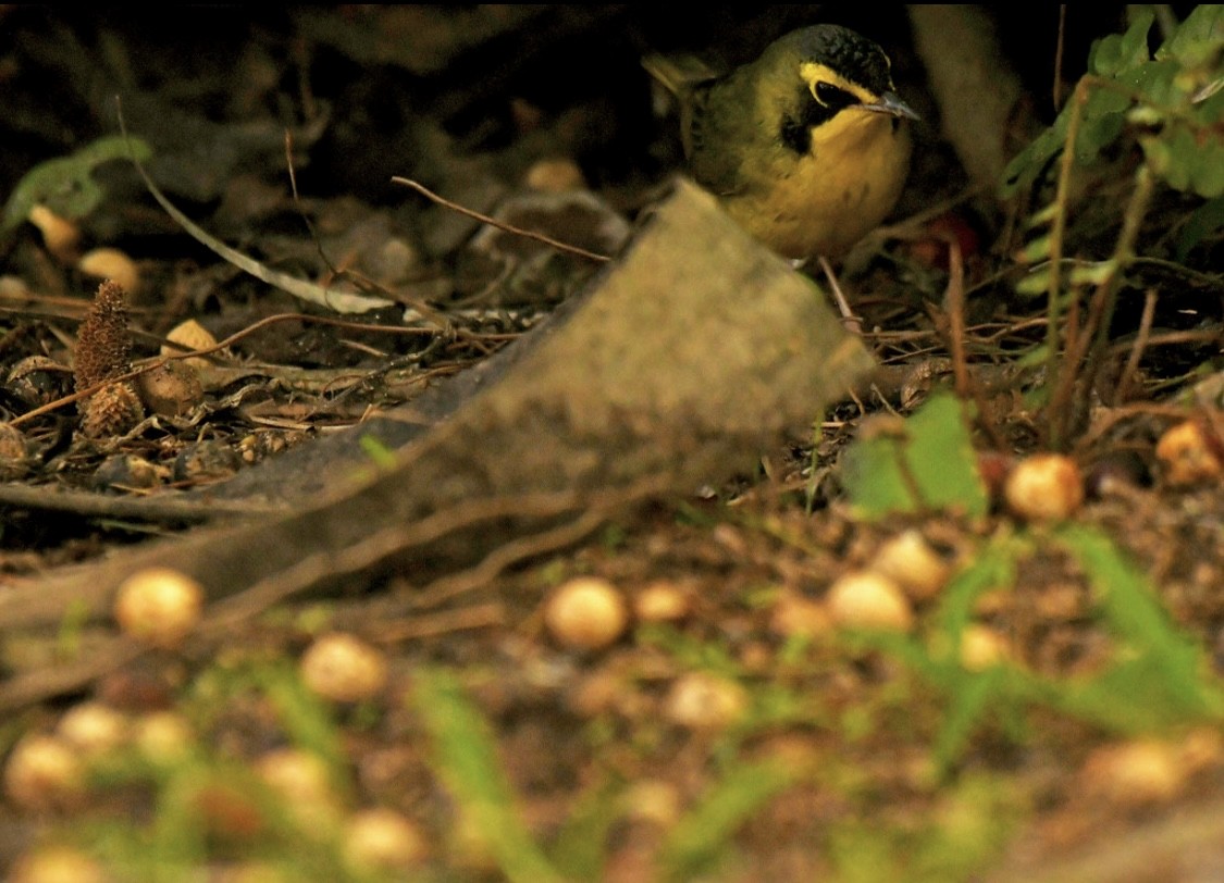 Kentucky Warbler - ML645979027
