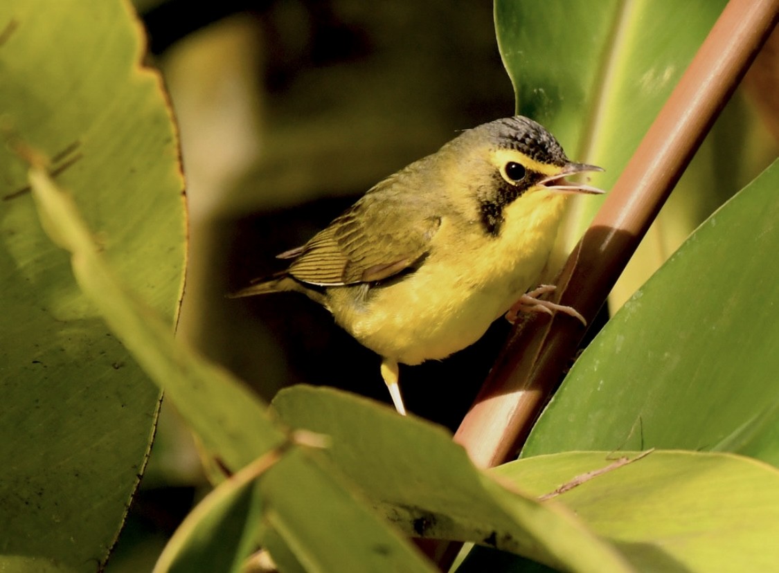 Kentucky Warbler - ML645979028