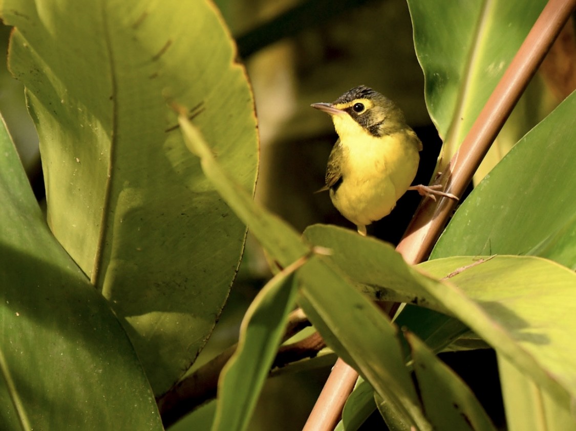 Kentucky Warbler - ML645979029