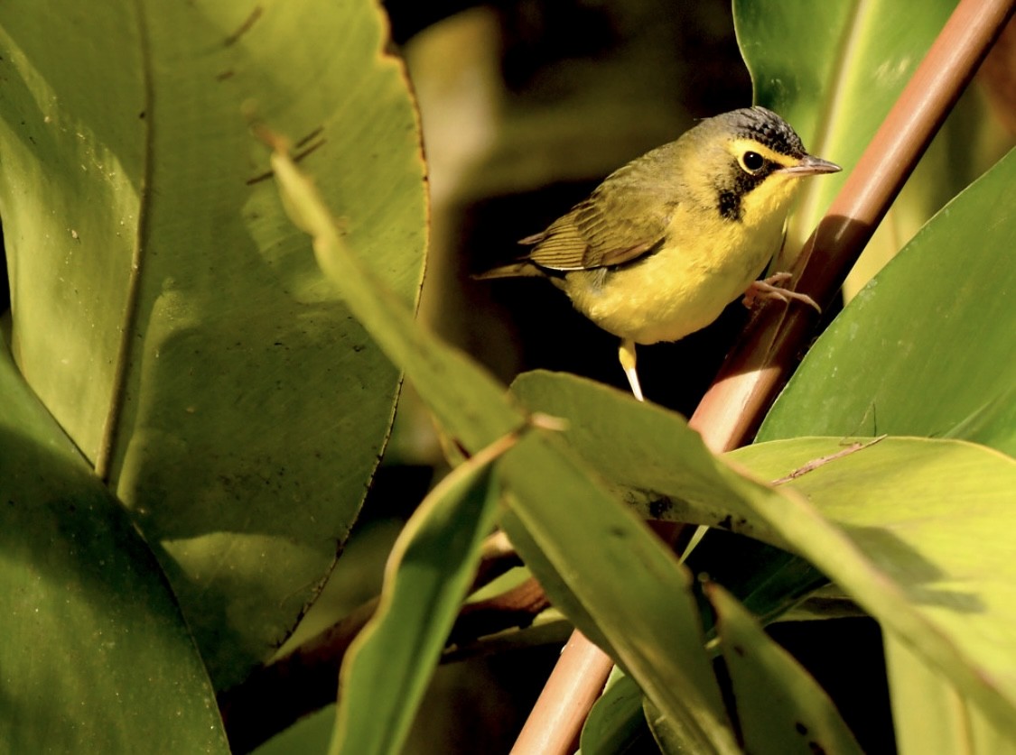 Kentucky Warbler - ML645979030