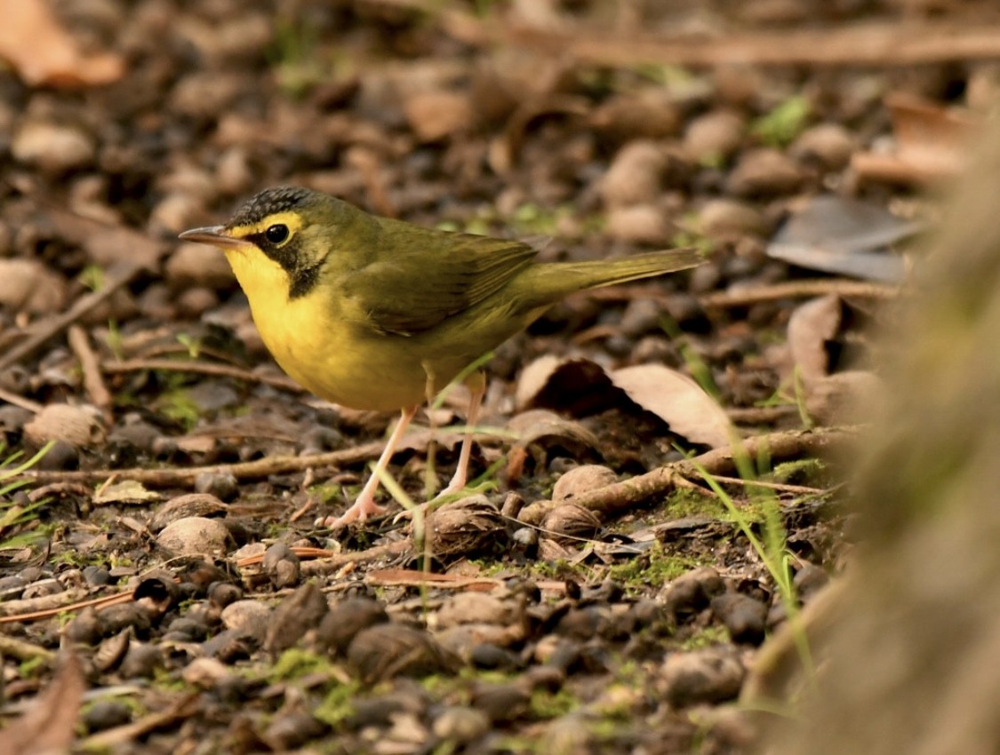 Kentucky Warbler - ML645979031