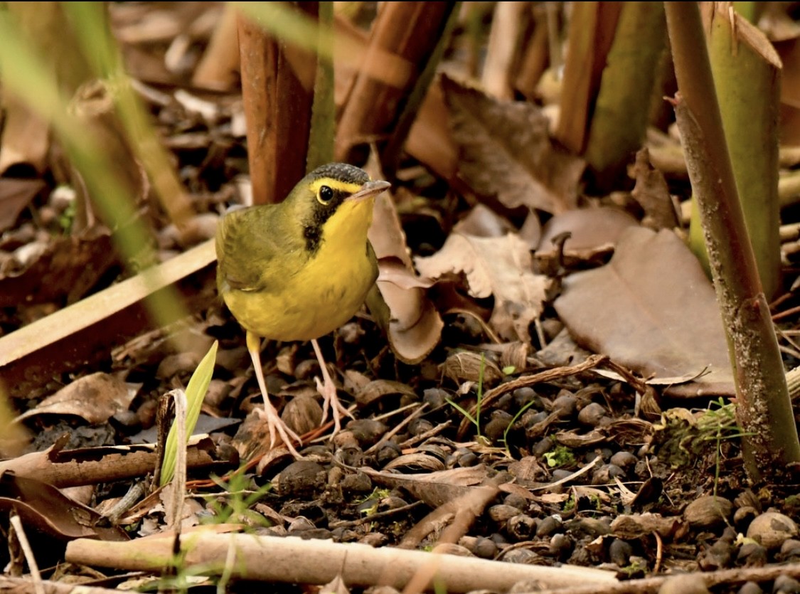 Kentucky Warbler - ML645979032