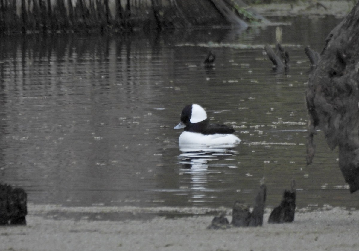 Bufflehead - ML645979034