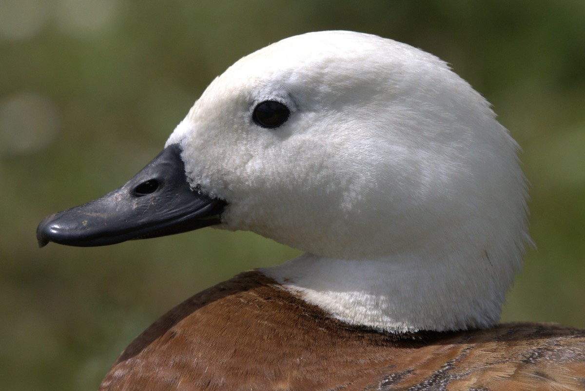 クロアカツクシガモ - ML645979036