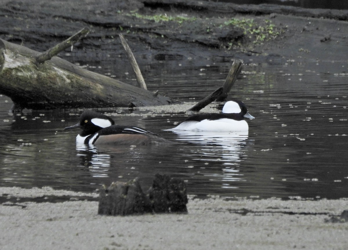 Bufflehead - ML645979038