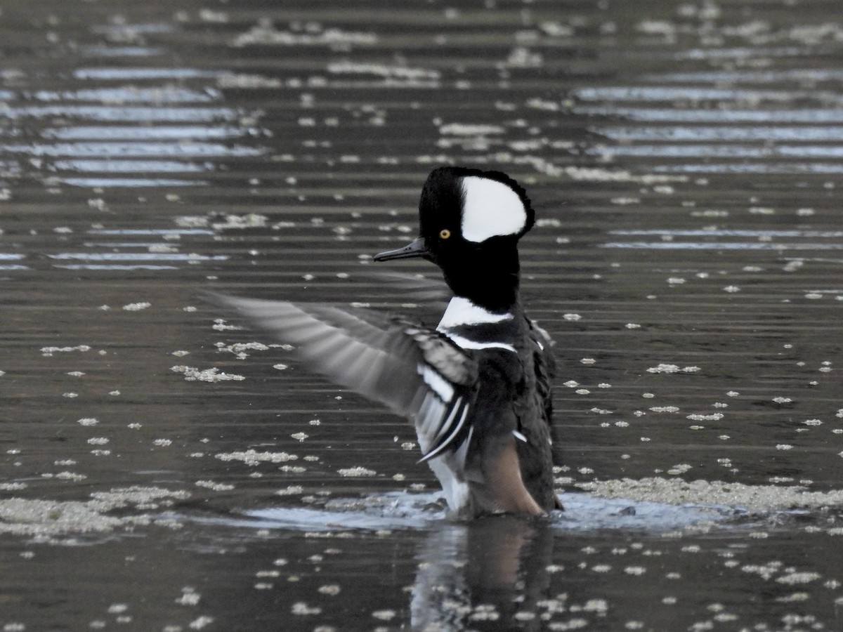 Hooded Merganser - ML645979042
