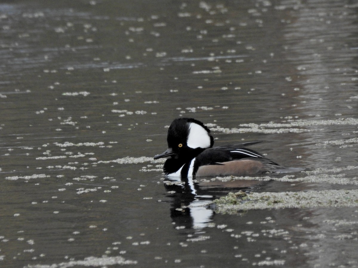Hooded Merganser - ML645979043