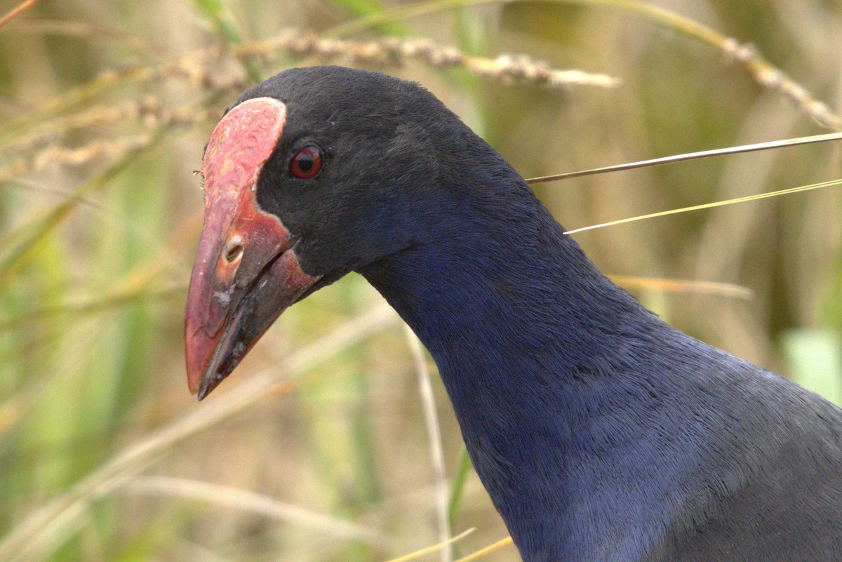 Australasian Swamphen - ML645979051