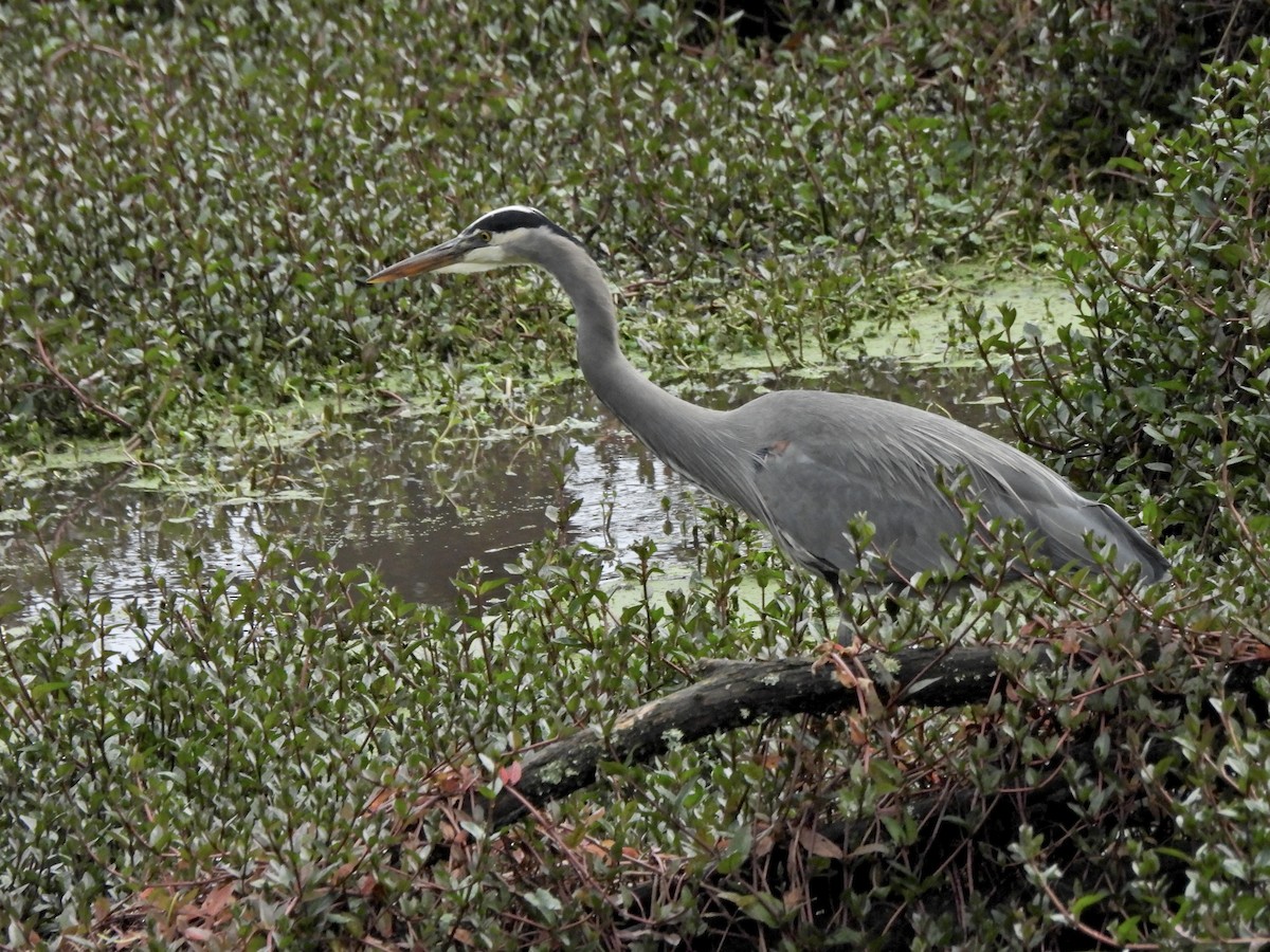 Great Blue Heron - ML645979054