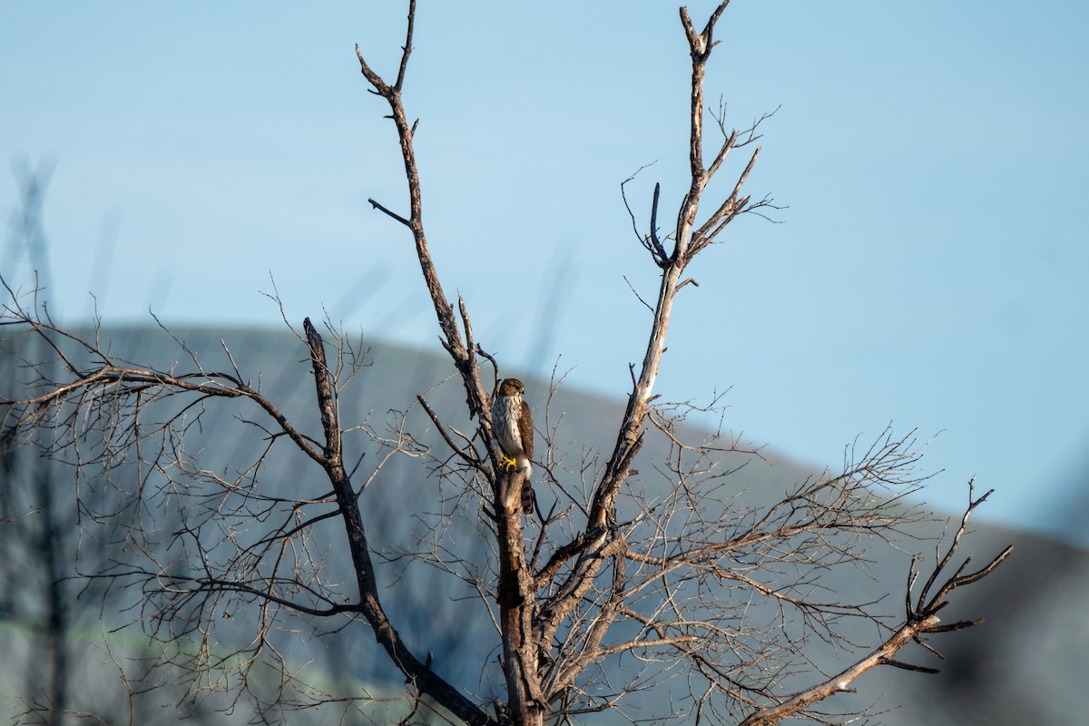 Cooper's Hawk - ML645979061