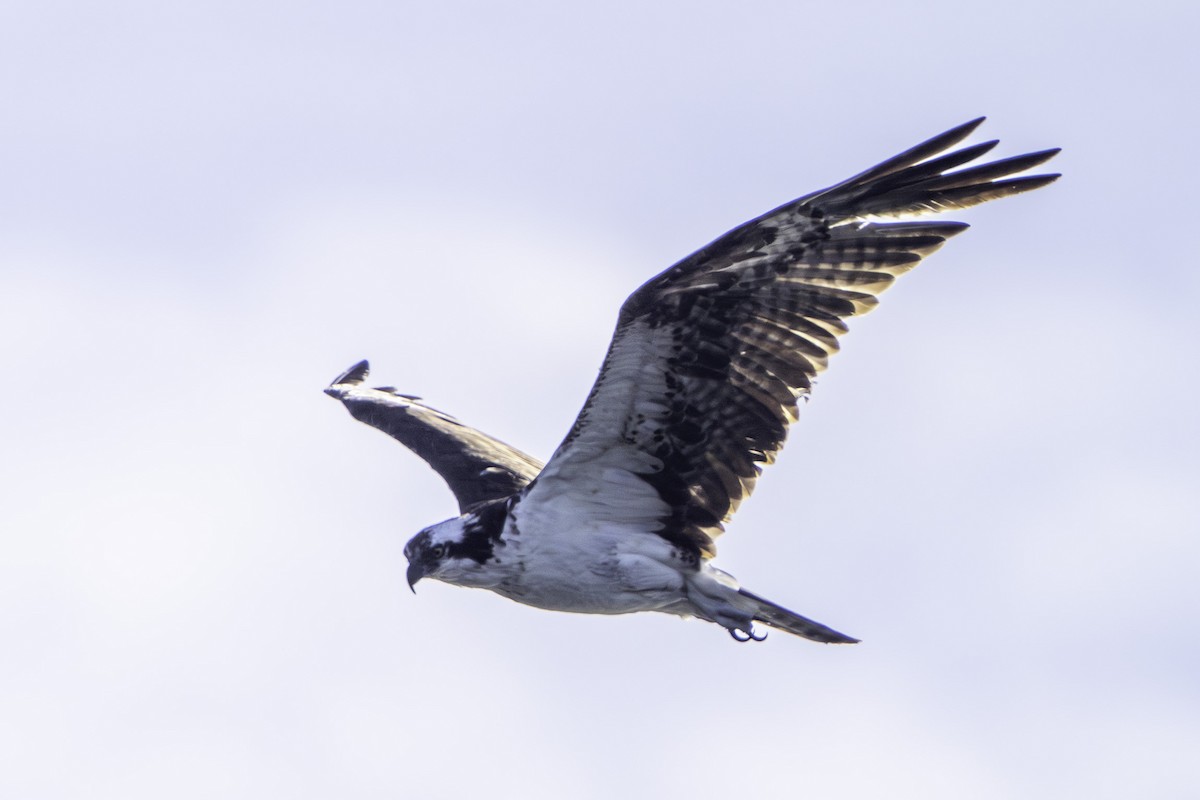 Osprey - ML645979062
