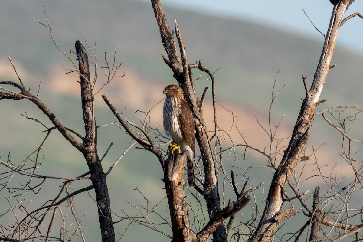 Cooper's Hawk - ML645979063