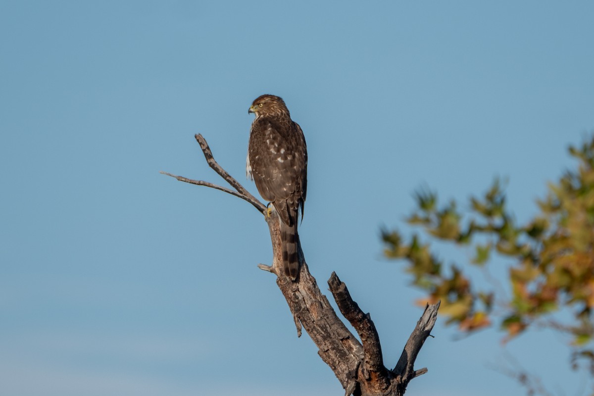Cooper's Hawk - ML645979064