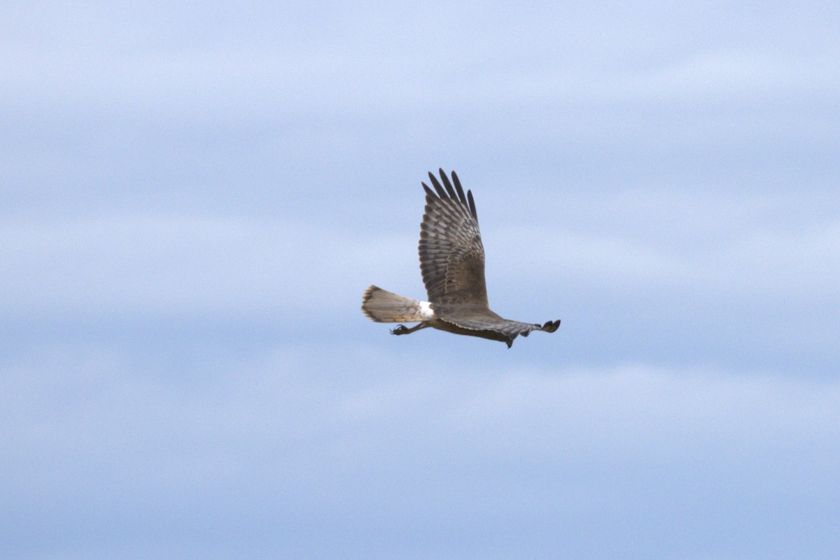 Swamp Harrier - ML645979065