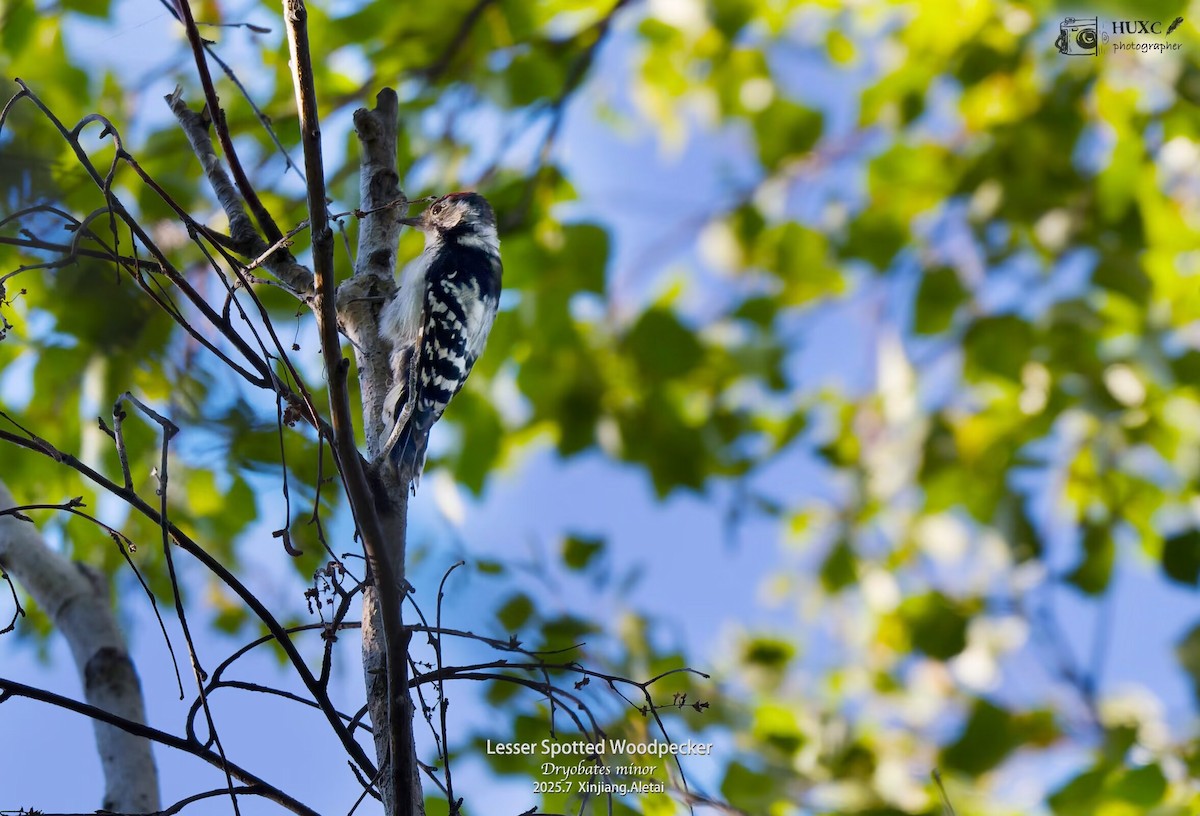 Lesser Spotted Woodpecker - ML645979069