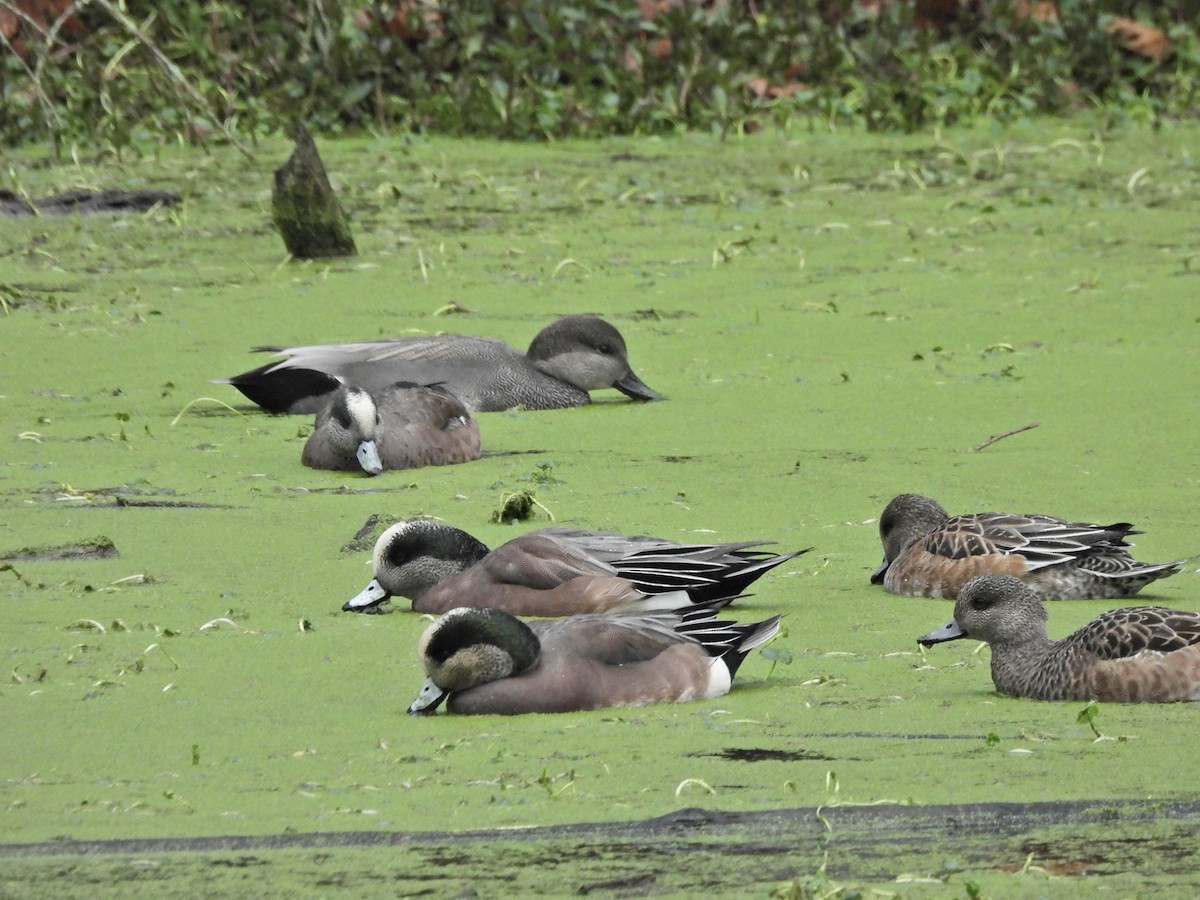 American Wigeon - ML645979070
