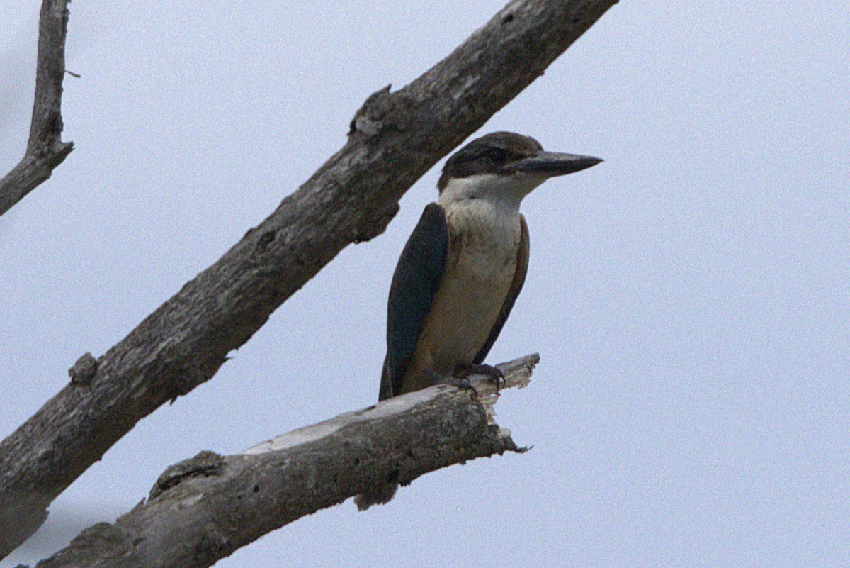 Sacred Kingfisher - ML645979071