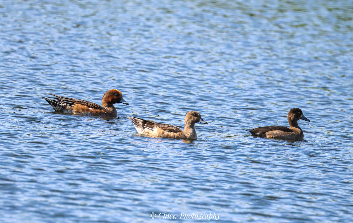 Eurasian Wigeon - ML645979072