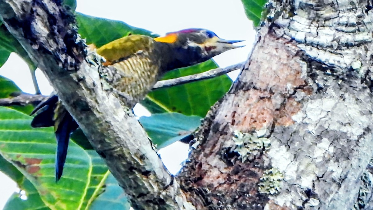 Pito Crestigualdo - ML645979073