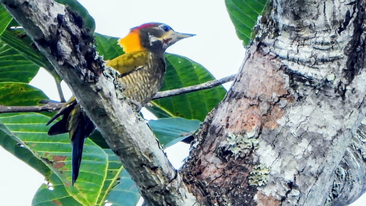 Pito Crestigualdo - ML645979074