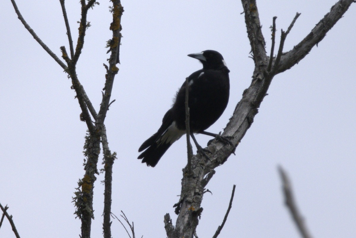 Australian Magpie - ML645979075