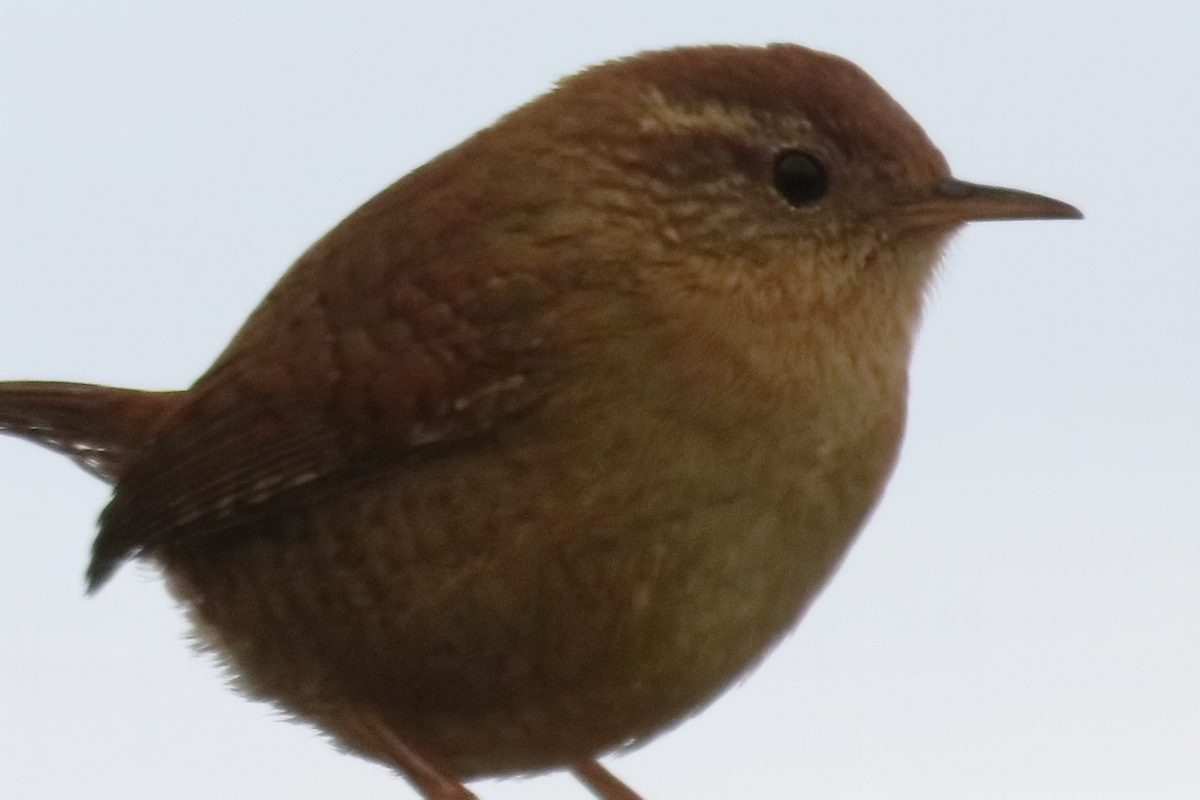 passerine sp. - ML645979076