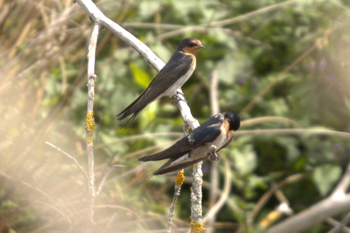 Welcome Swallow - ML645979078