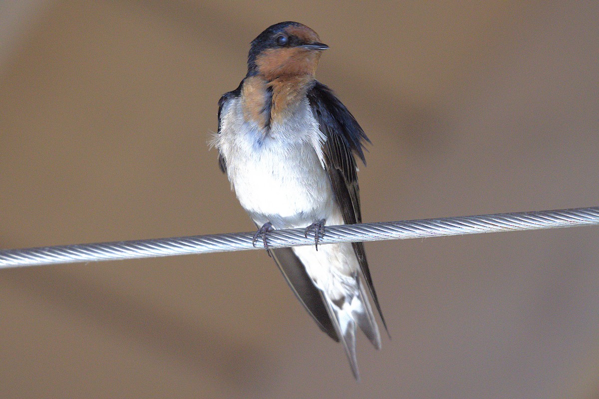 Welcome Swallow - ML645979079