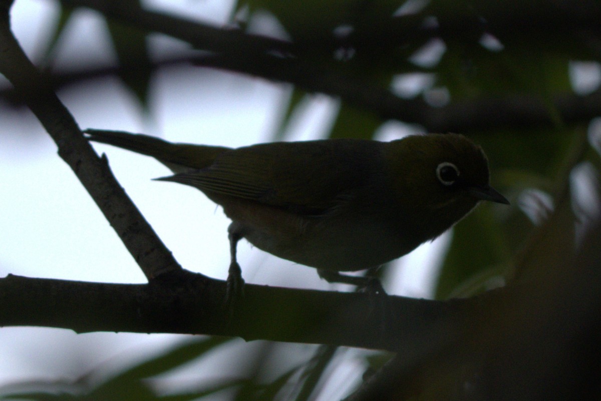 Silvereye - ML645979085