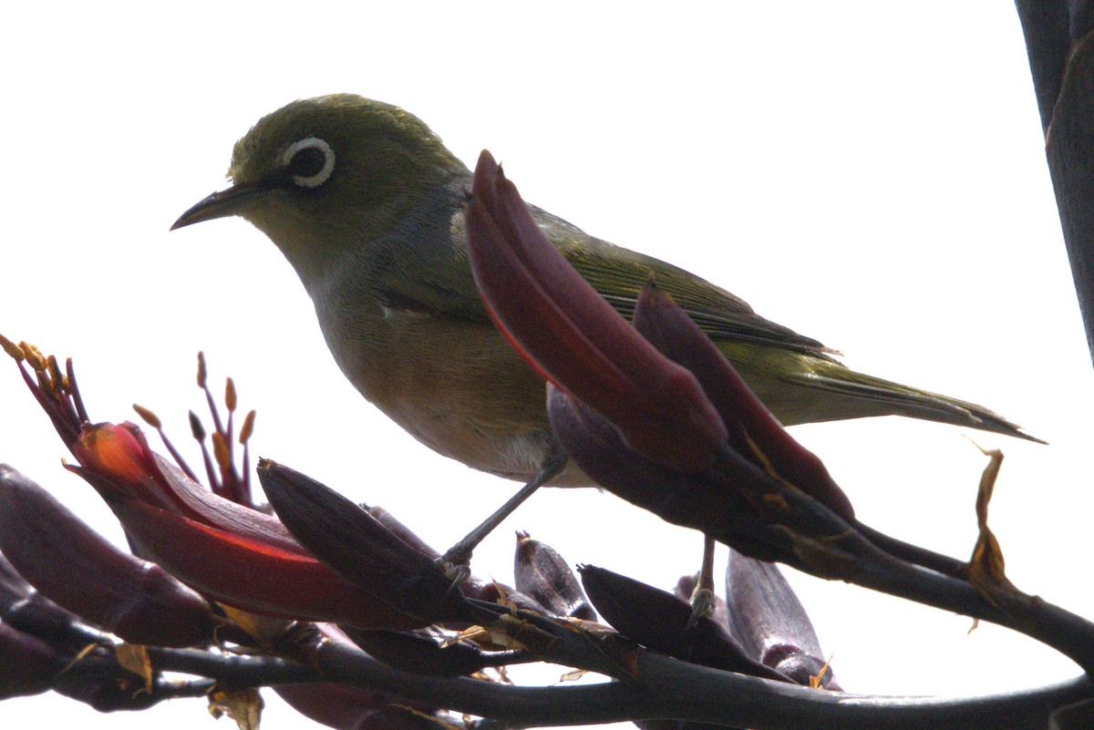 Silvereye - ML645979087