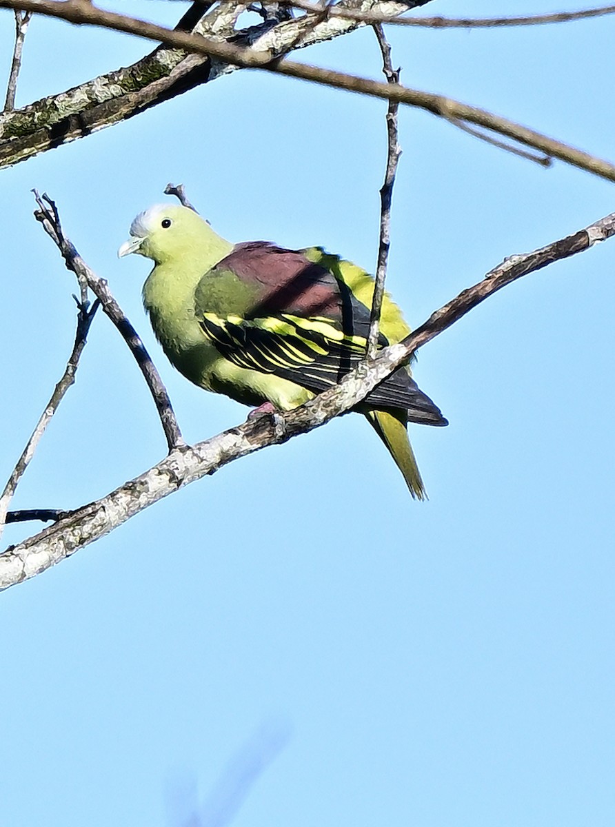 Colombar des Andaman - ML645979089