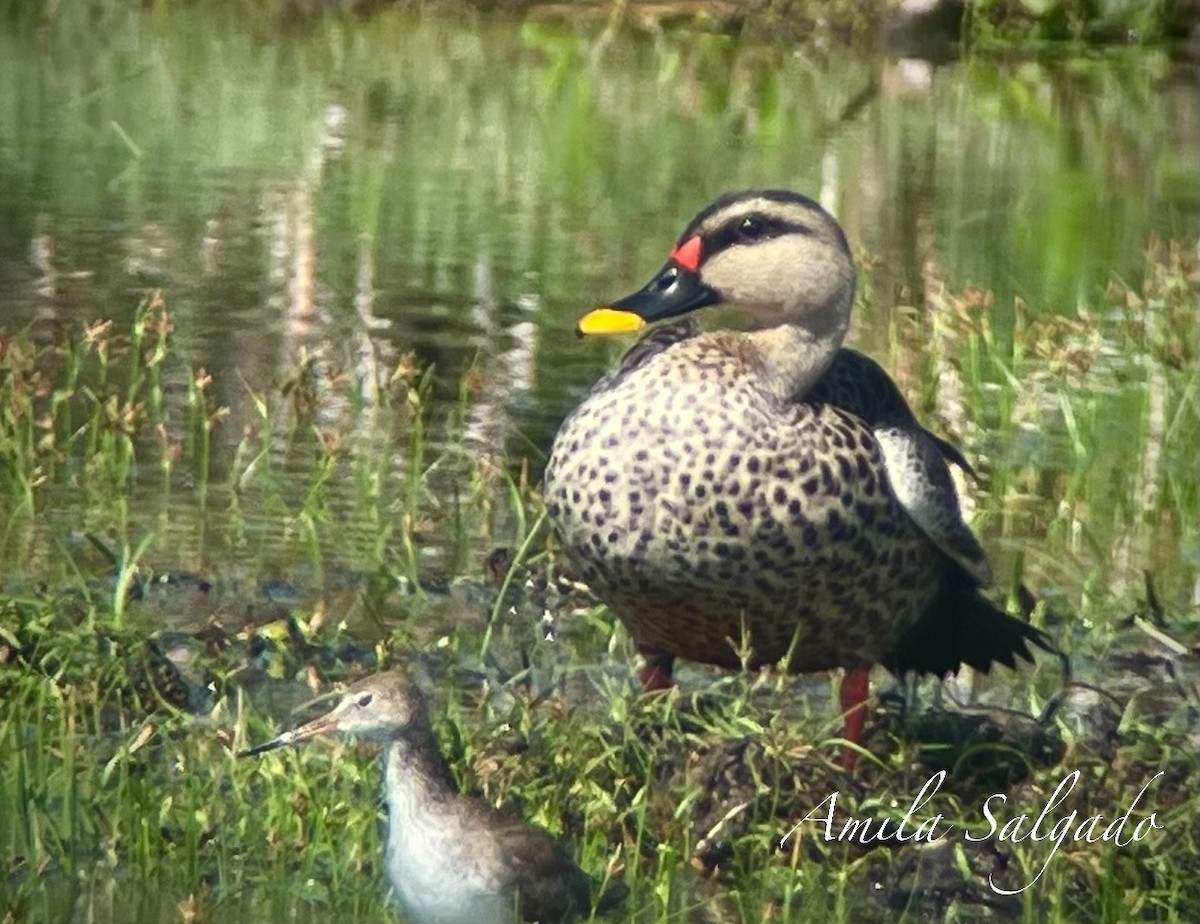 kachna skvrnozobá - ML645979093