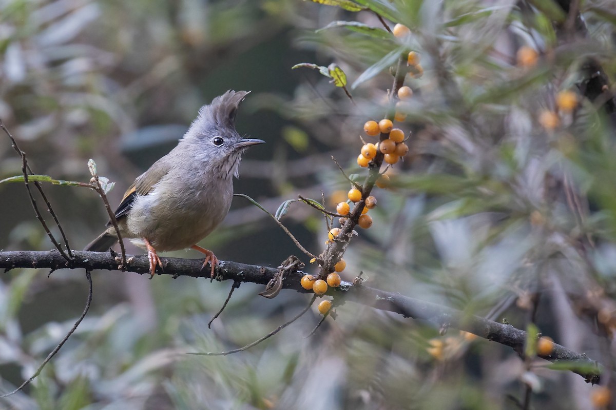 Stripe-throated Yuhina - ML645979096