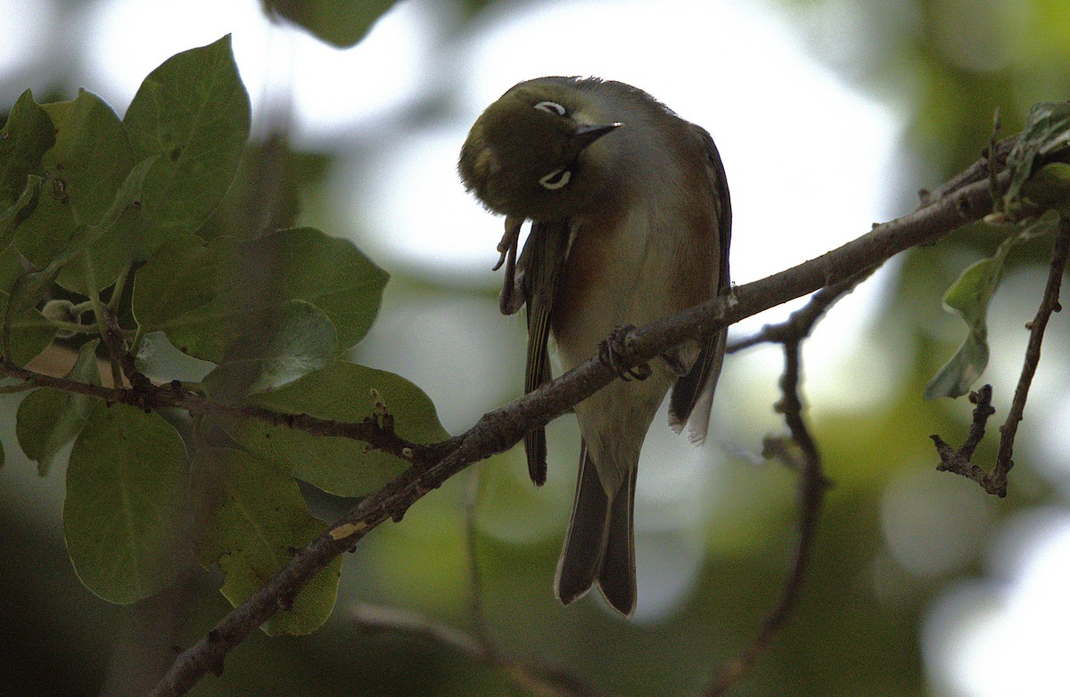 Silvereye - ML645979097