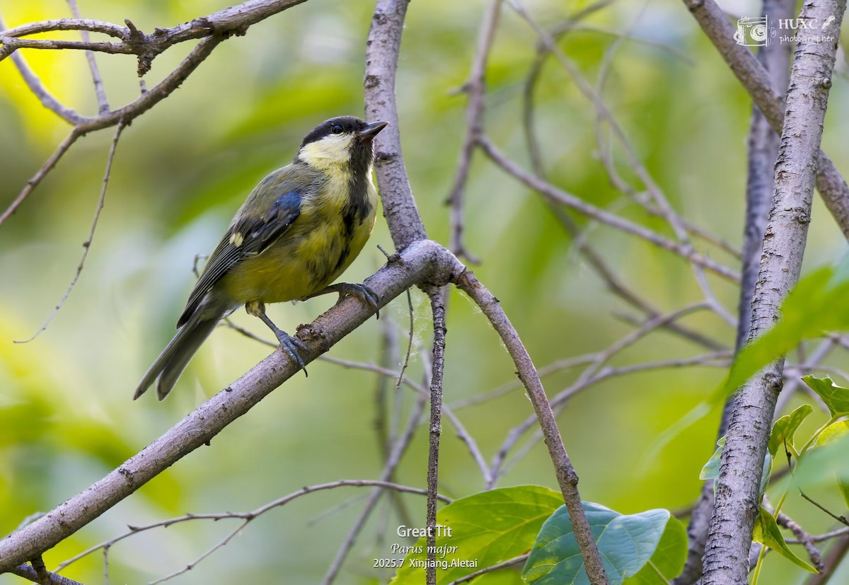 Great Tit - ML645979098