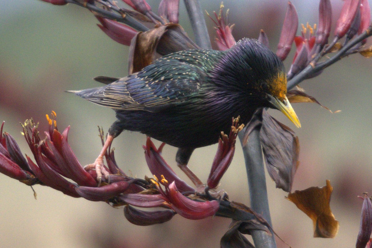 European Starling - ML645979100