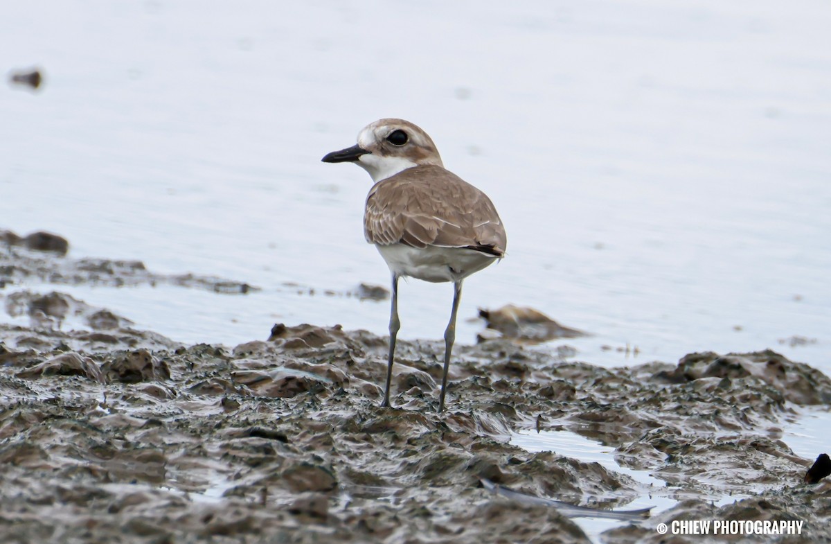 Greater Sand-Plover - ML645979101