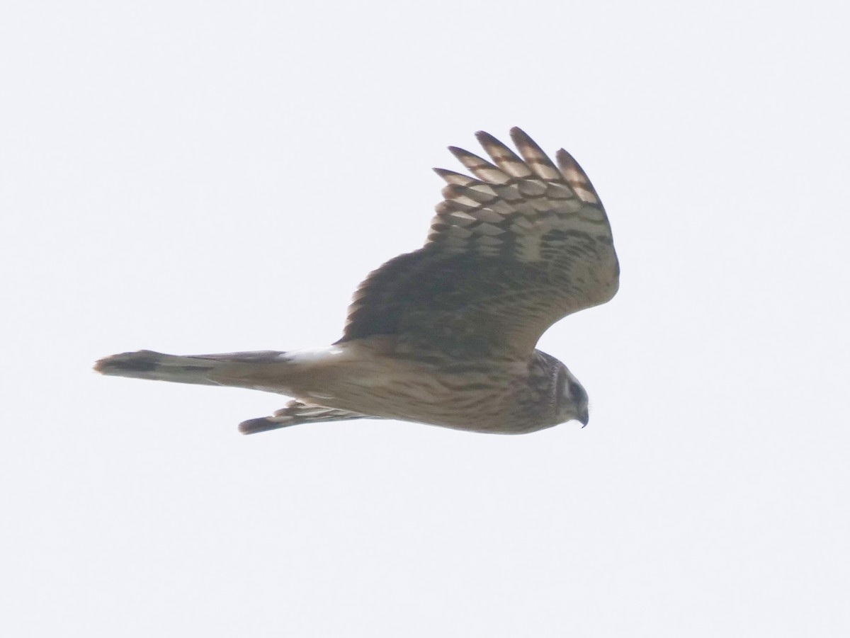 Hen Harrier - ML645979105