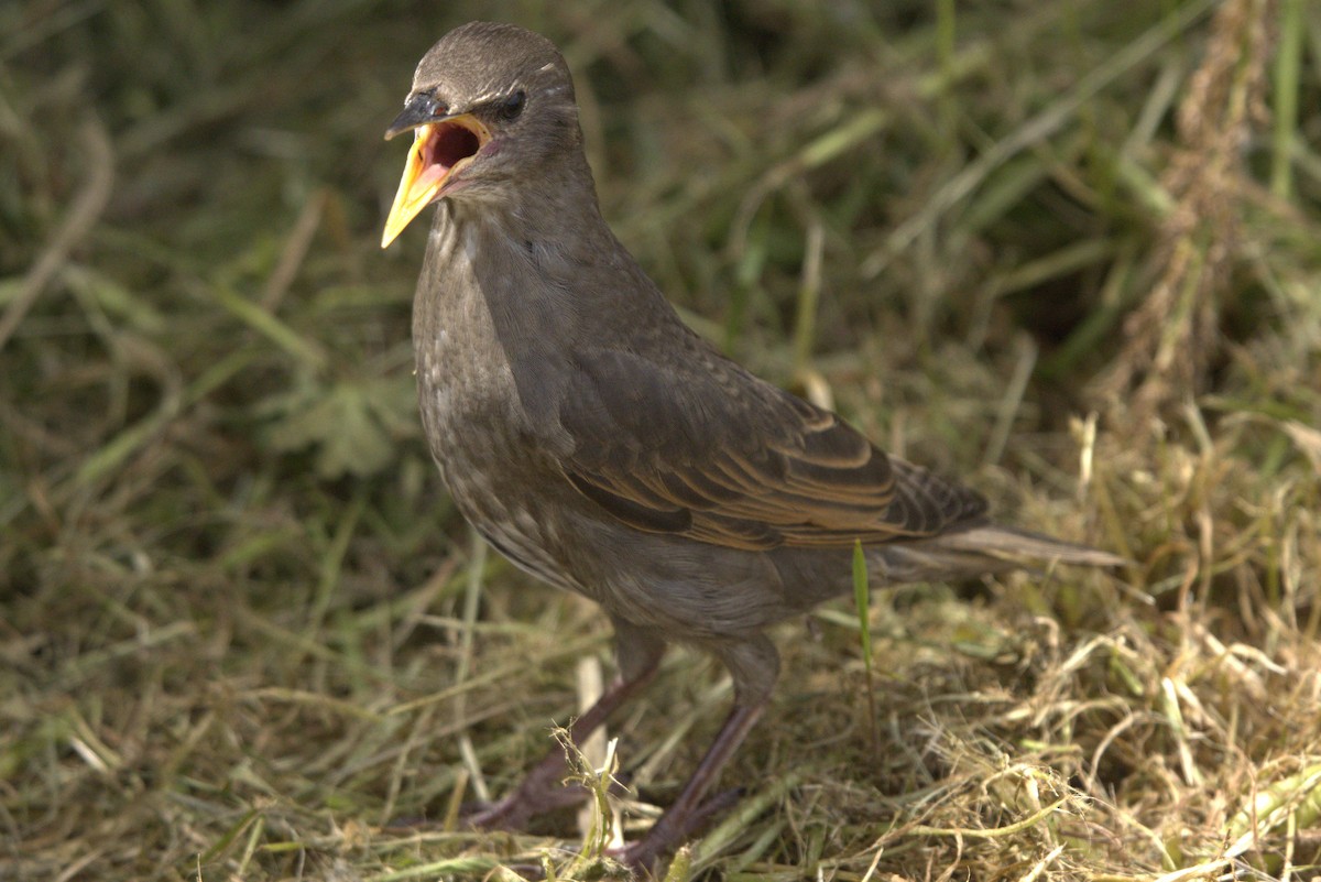 European Starling - ML645979106