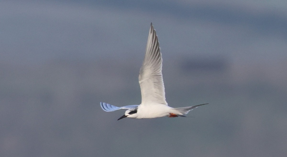 Крячок неоарктичний - ML645979107