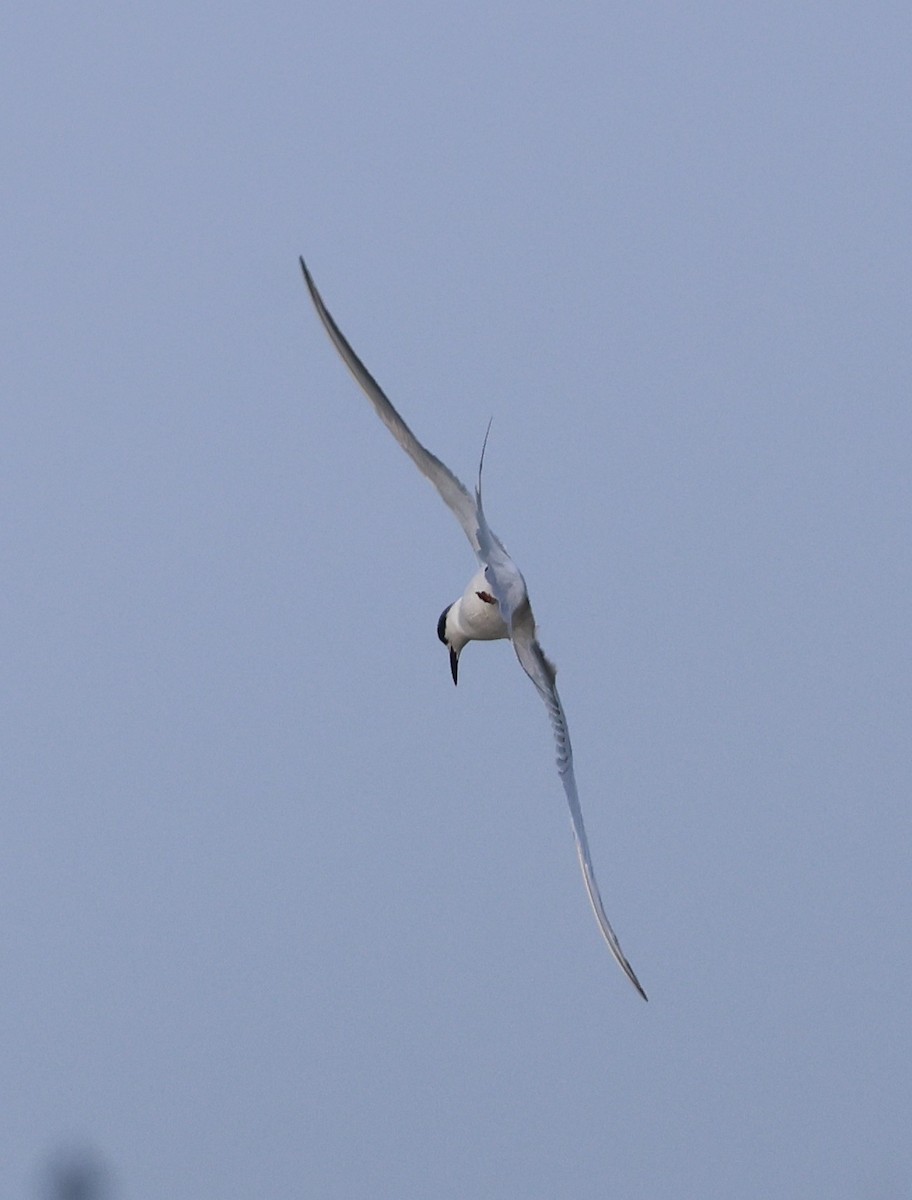 Крячок неоарктичний - ML645979108