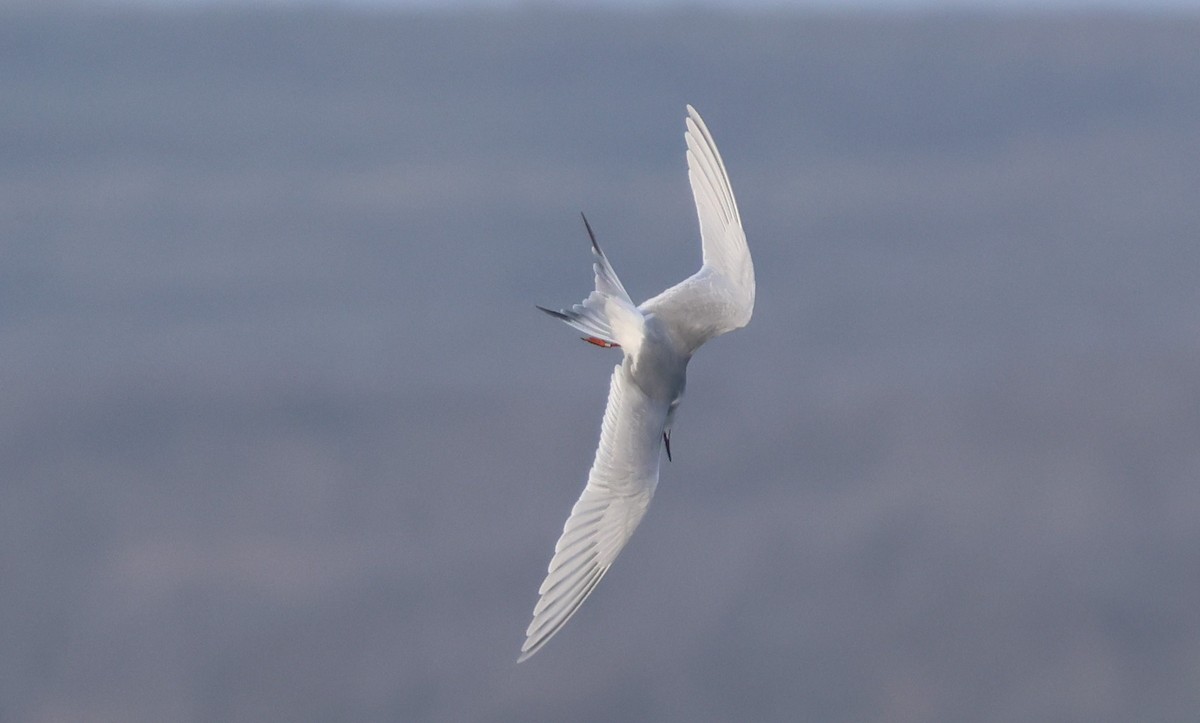 Крячок неоарктичний - ML645979109