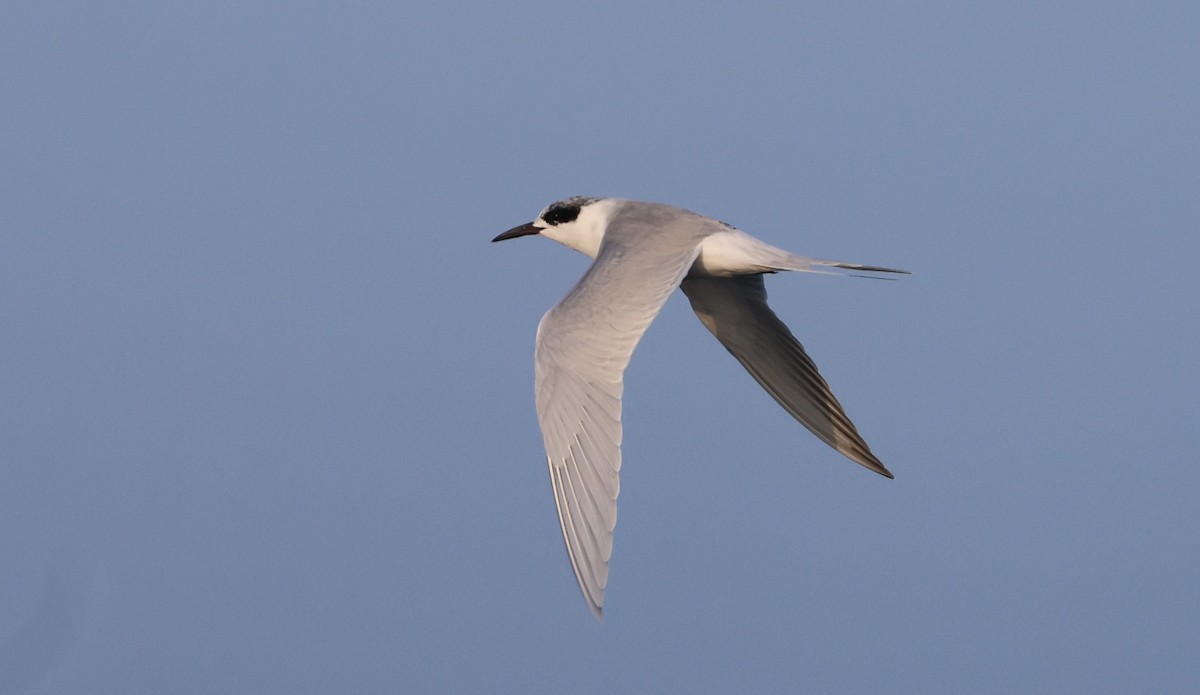 Крячок неоарктичний - ML645979110