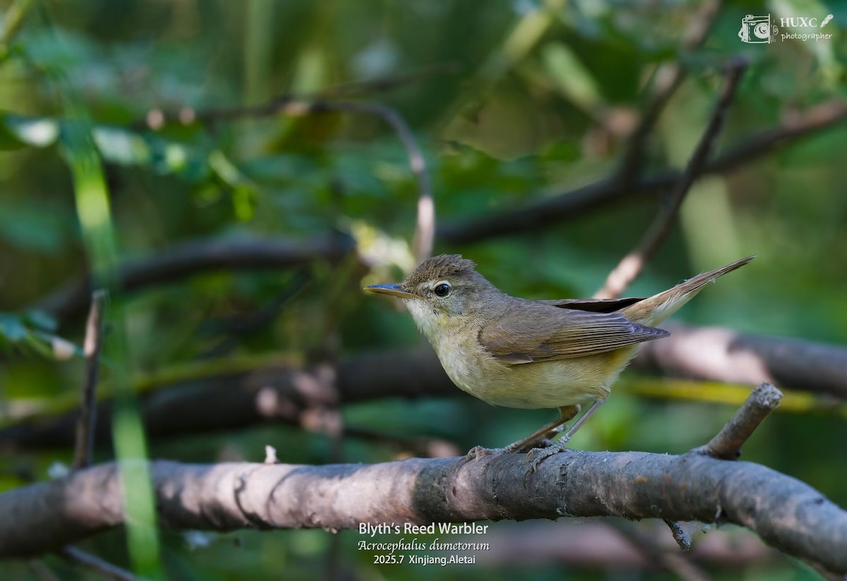 Blyth's Reed Warbler - ML645979111