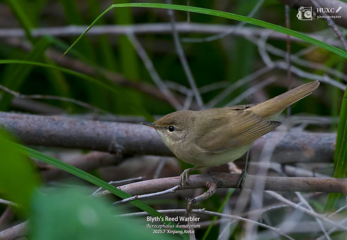 Blyth's Reed Warbler - ML645979112