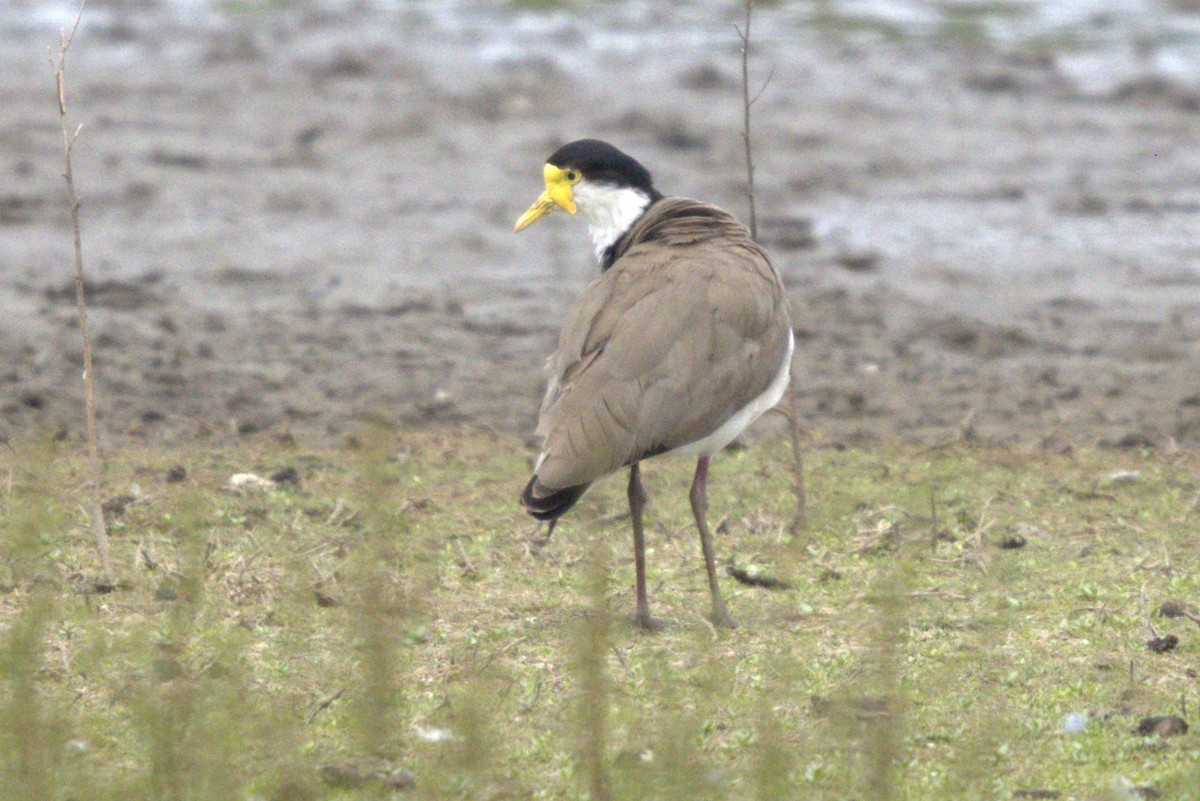 Masked Lapwing - ML645979117