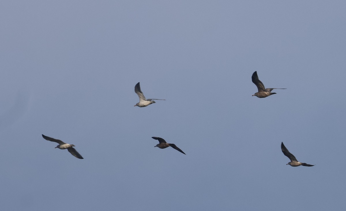 American Herring Gull - ML645979118