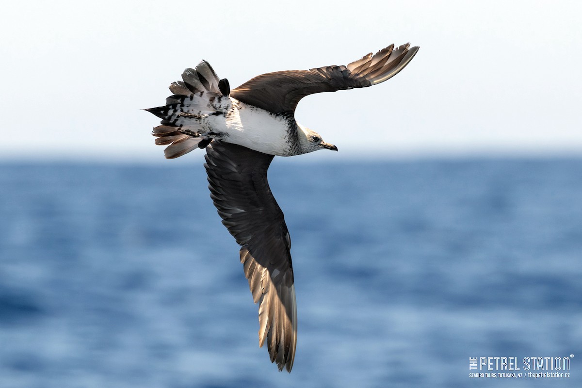 Long-tailed Jaeger - ML645979119