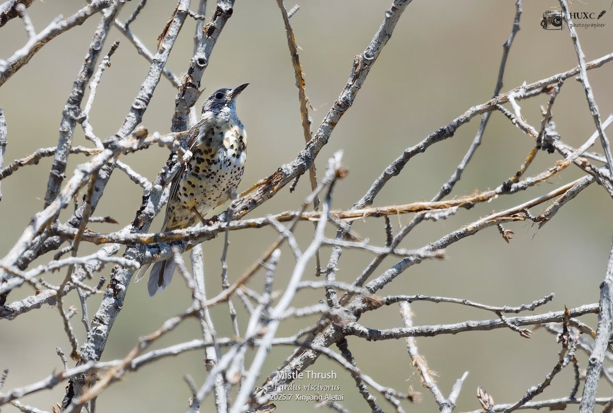 Grive draine - ML645979121